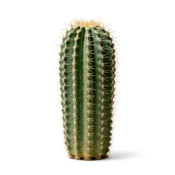 Barrel cactus