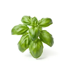 Basil plant