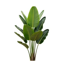 Bird of paradise plant