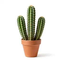 Cactus cluster in terracotta