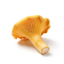 Chanterelle mushroom
