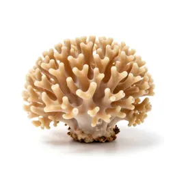 Coral fungus