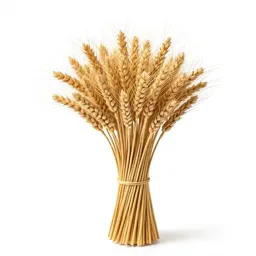 Dried wheat bundle