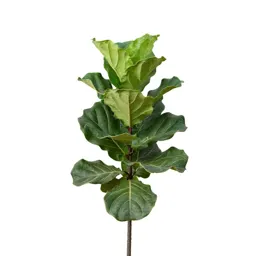 Fiddle leaf fig