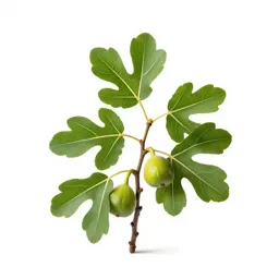 Fig branch with fruit