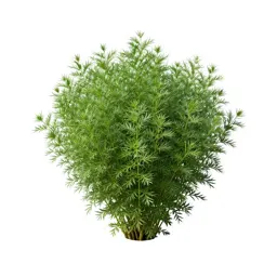 Flax bush