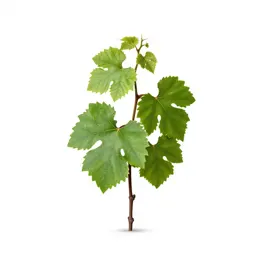 Grape vine cutting