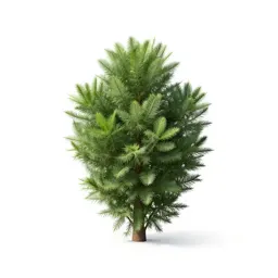 Jade plant