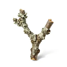 Lichen-covered twig