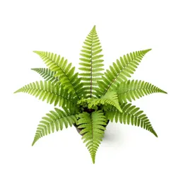 Maidenhair fern