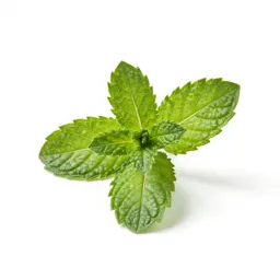Mint cutting in water