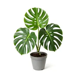 Monstera deliciosa in a pot