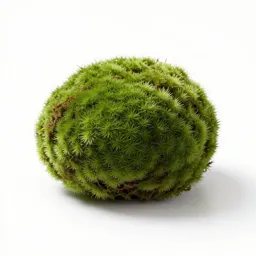 Moss ball