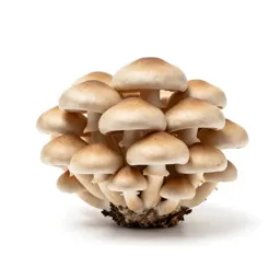Mushroom cluster on bark
