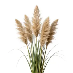 Pampas grass plume