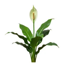 Peace lily in bloom