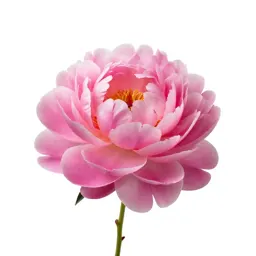 Peony in full bloom