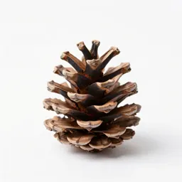 Pine cone