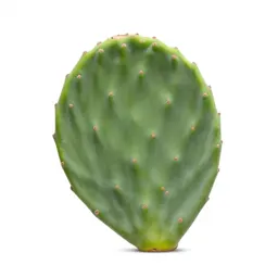 Prickly pear pad