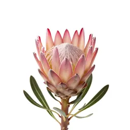 Protea flower