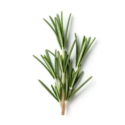 Rosemary sprig