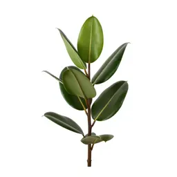 Rubber plant