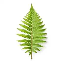 Silver fern frond