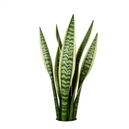 Snake plant