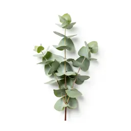 Sprig of eucalyptus