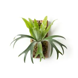 Staghorn fern mounted