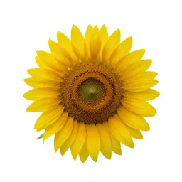 Sunflower head