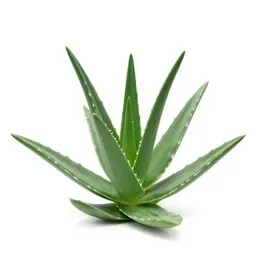 Aloe vera rosette
