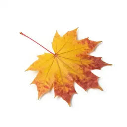 Autumn maple branch