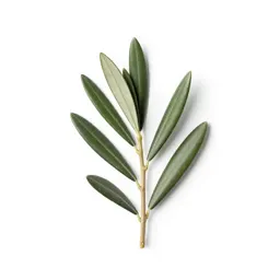 Olive branch