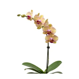 Orchid with arching stems