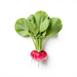 Bunch of radishes with tops