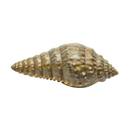 Fossil trilobite