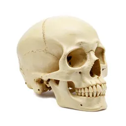 Human skull anatomical model