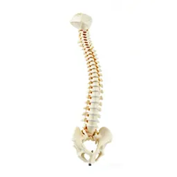 Spine anatomical model