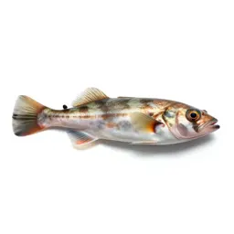 Barreleye fish