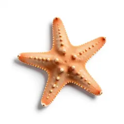 Brittle star