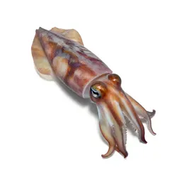 Cuttlefish changing colour