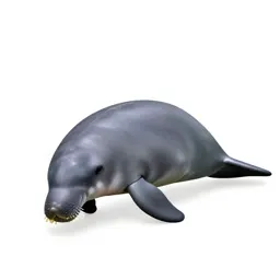 Dugong grazing