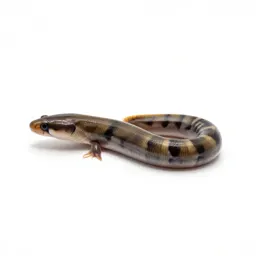 Garden eel