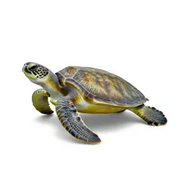 Green sea turtle