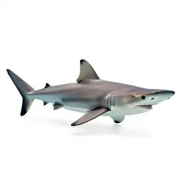 Hammerhead shark