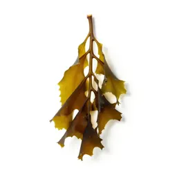 Kelp holdfast