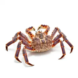 King crab