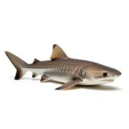 Leopard shark on sand