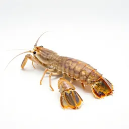 Mantis shrimp